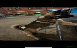 Akita dogs for sale: American Akita  - Advert 3