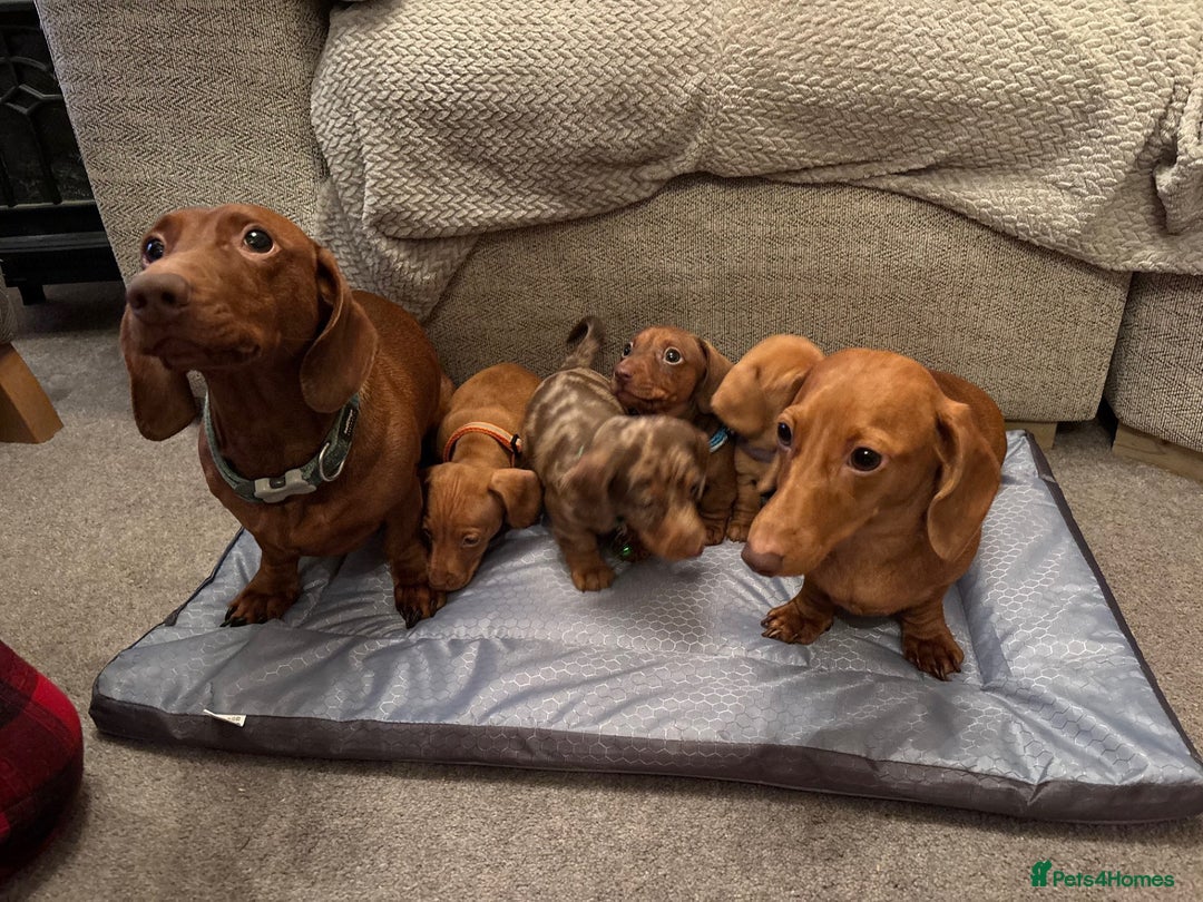 Miniature Dachshund dogs for sale: Full of fun Miniature Dachshunds  - Advert 5