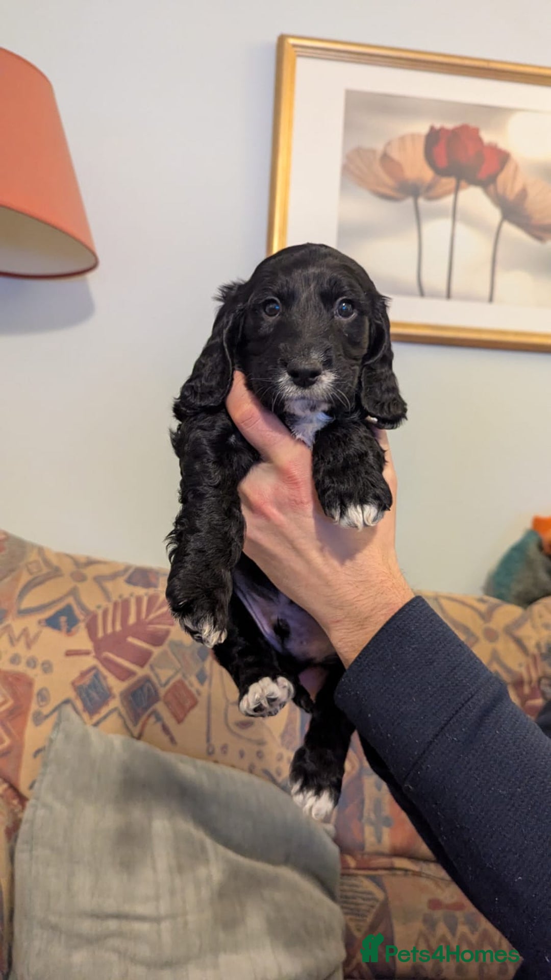 Cocker Spaniel dogs for sale: Working Cocker Spaniel puppies - Advert 33