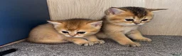 British Shorthair cats for sale: BSH GCCF NY25 golden chinchilla boys kittens - Advert 5