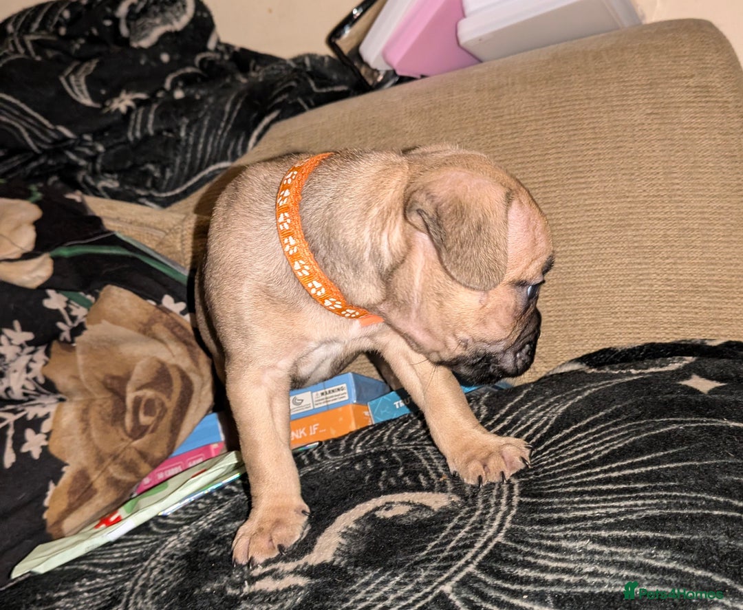 Mixed Breed dogs for sale: Little Boy Northern Ireland  - Advert 15