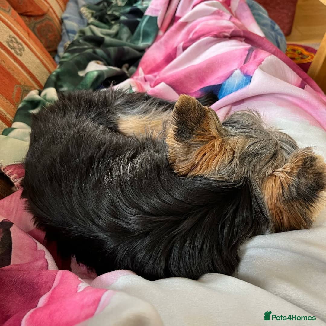Yorkshire Terrier dogs for sale: Yorkshire Terrier Puppy - Image 4