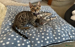 Bengal cats for sale: Bengal kitten for rehoming  - Image 9