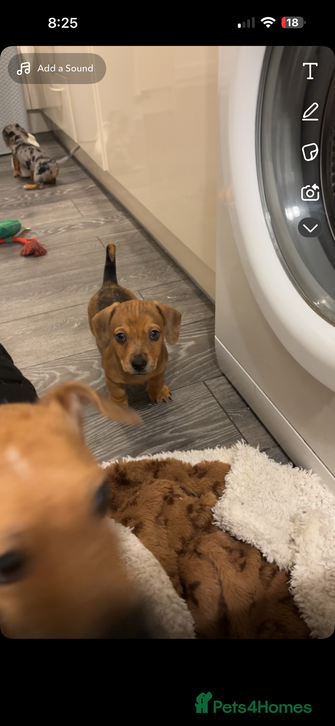 Mixed Breed dogs for sale: Two beautiful brown boys(chocolate& cream &dapple) - Advert 9