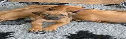 Rhodesian Ridgeback dogs for sale: X1 Girl Ready to Leave 16th June  - Advert 4