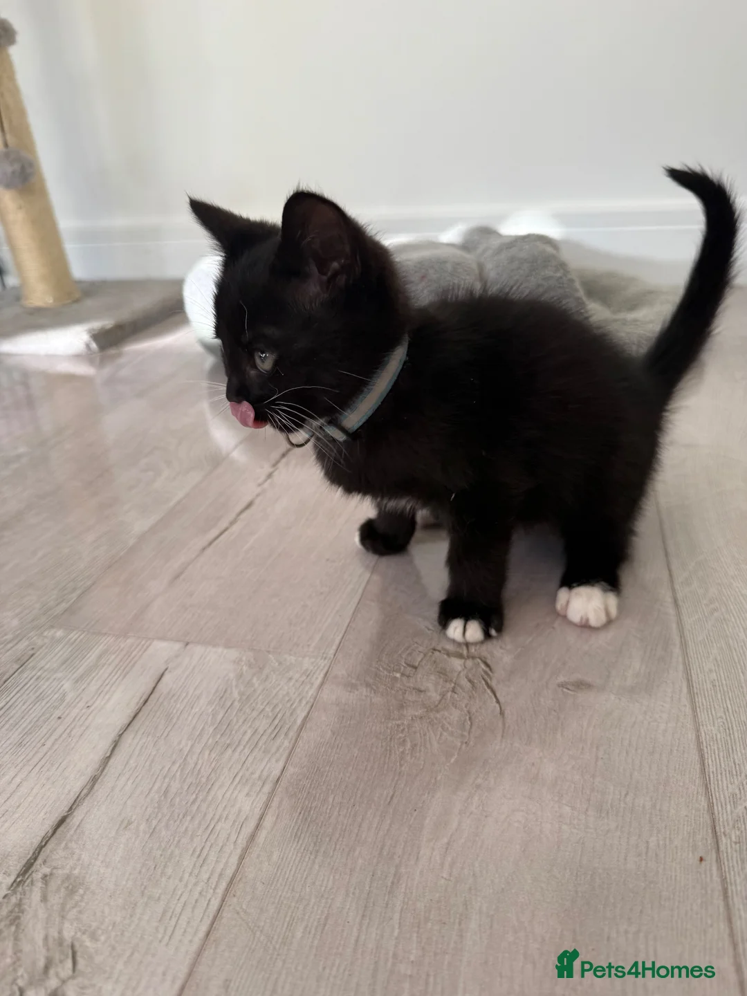 Mixed Breed cats for sale: Ragdoll mixed - Advert 8