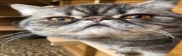 Exotic cats for sale: GCCF Registered Exotic Stud & Persian Female  - Advert 4