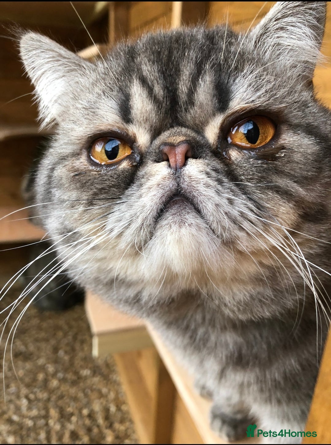 Exotic cats for sale: GCCF Registered Exotic Stud & Persian Female  - Advert 4
