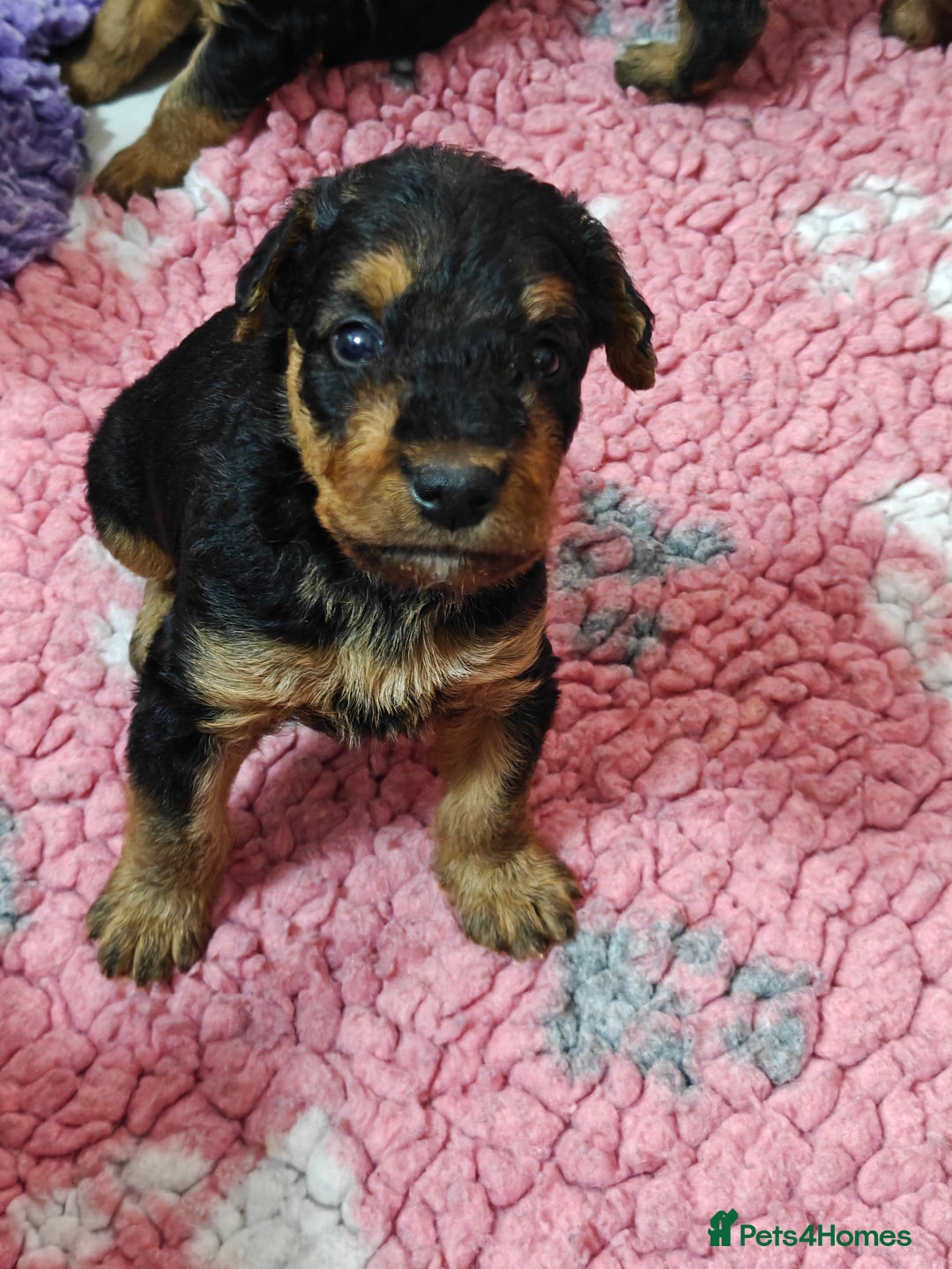 Airedale Terrier dogs for sale: Superb Airedale Terrier puppies Champion parents - Image 5