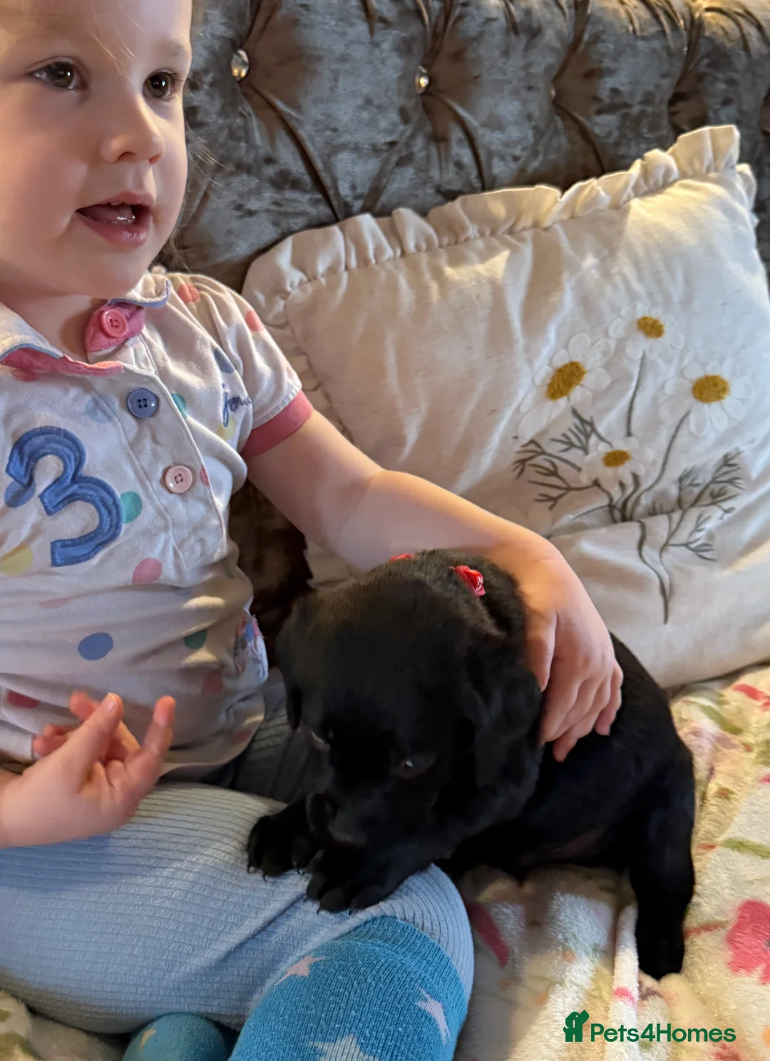 Labrador Retriever dogs for sale: KC Labrador puppies  - Advert 11