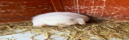 Lionhead rabbits for sale: English lion head  pure breed - Advert 5