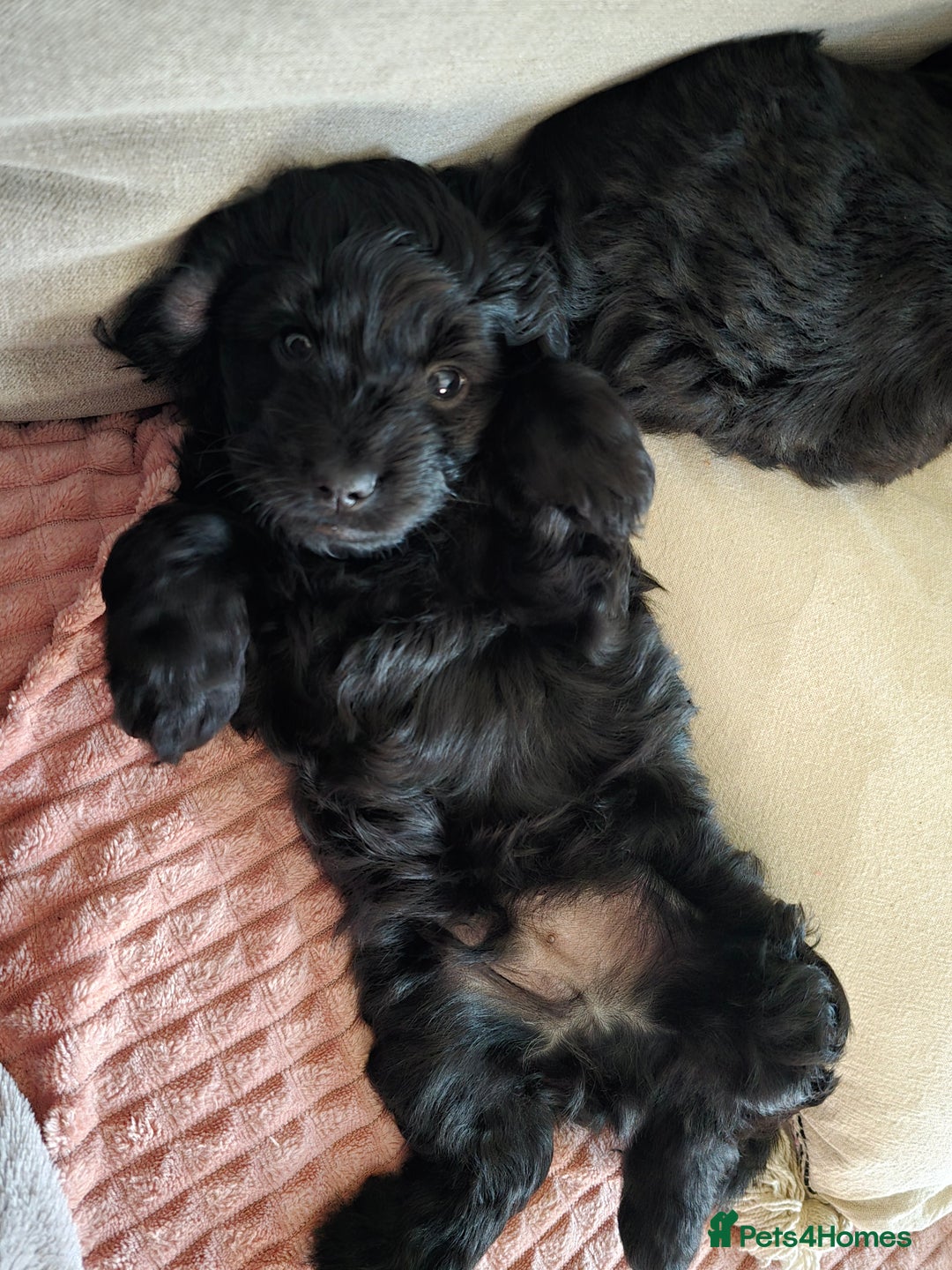 Shihpoo dogs for sale: 5 beautiful Shihpoo puppies - Advert 24