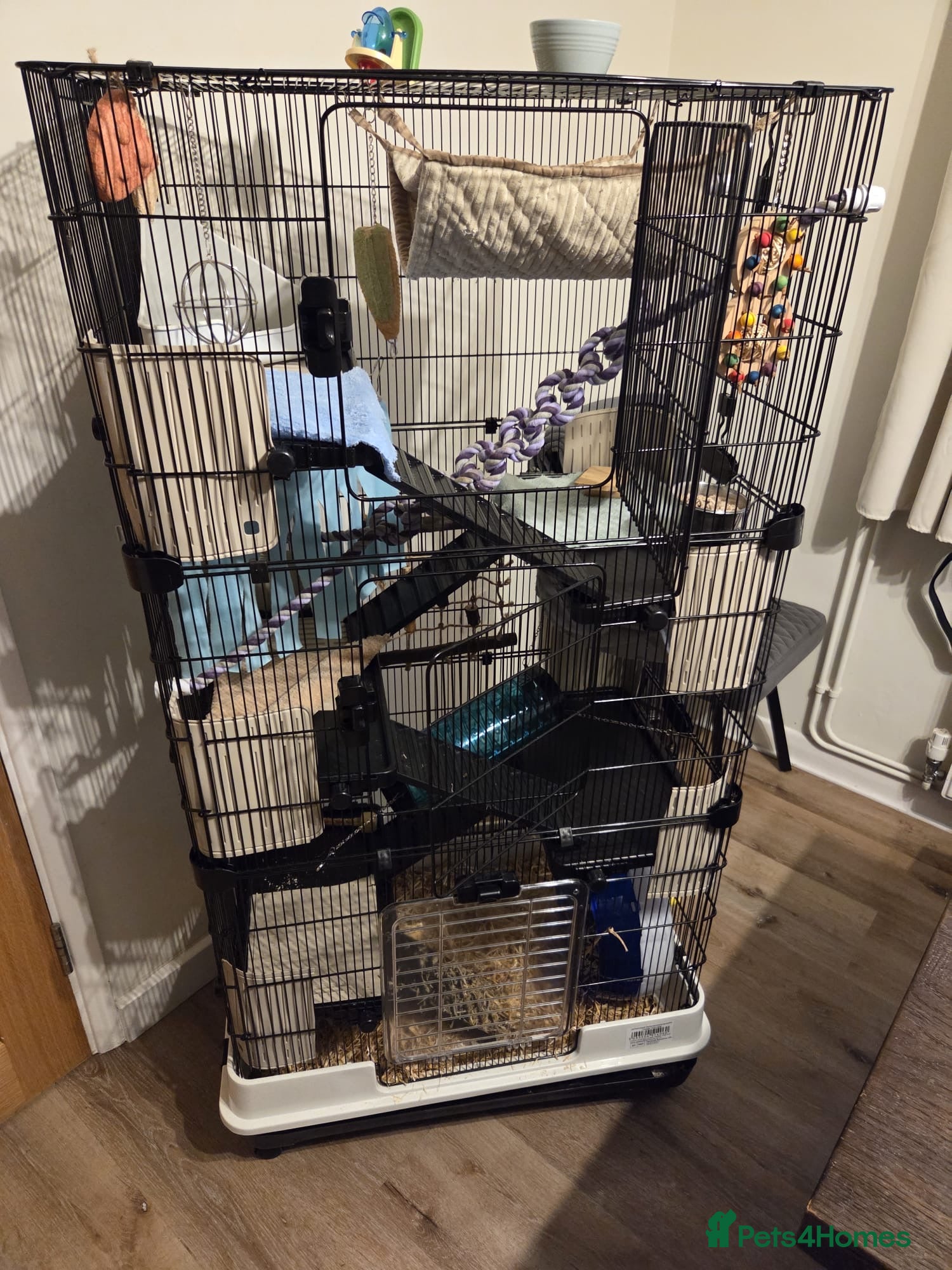 Rat rodents 4x male rats 6 months old for rehoming - Advert 2