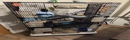 Rat rodents for sale: 4x male rats 6 months old for rehoming - Advert 2