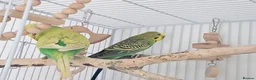 Budgerigars birds for sale: 2 budgies  - Advert 2