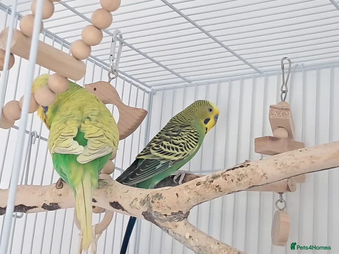 Budgerigars birds for sale: 2 budgies  - Advert 2