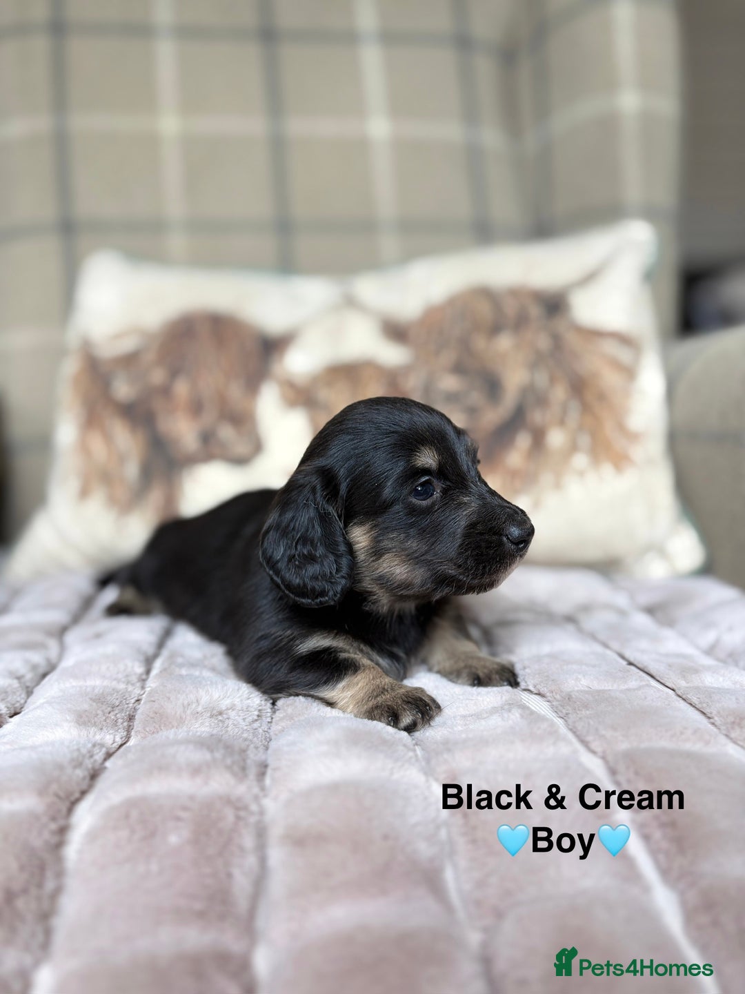 Miniature Dachshund dogs for sale: 🩷LONG HAIRED CREAM DACHSHUNDS🩵 - Advert 10