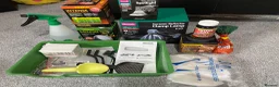 Lizard reptiles for sale: Moroccan Uromastyx (+/- set up)  in Glasgow - Advert 9