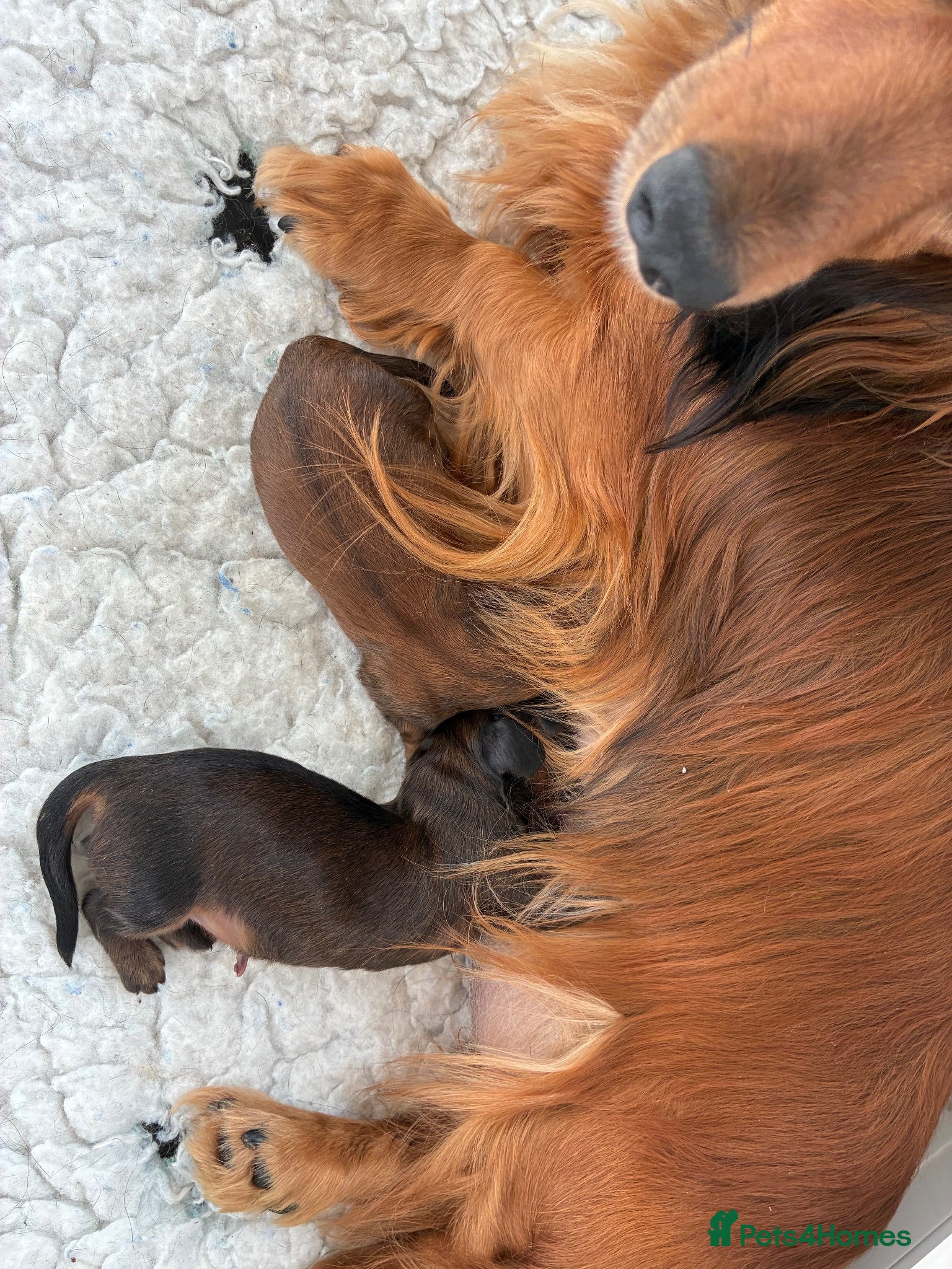 Miniature Dachshund dogs Miniature Longhaired Dachshund - Advert 1