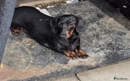 Miniature Dachshund dogs for sale: Miniature dachshund  - Image 2