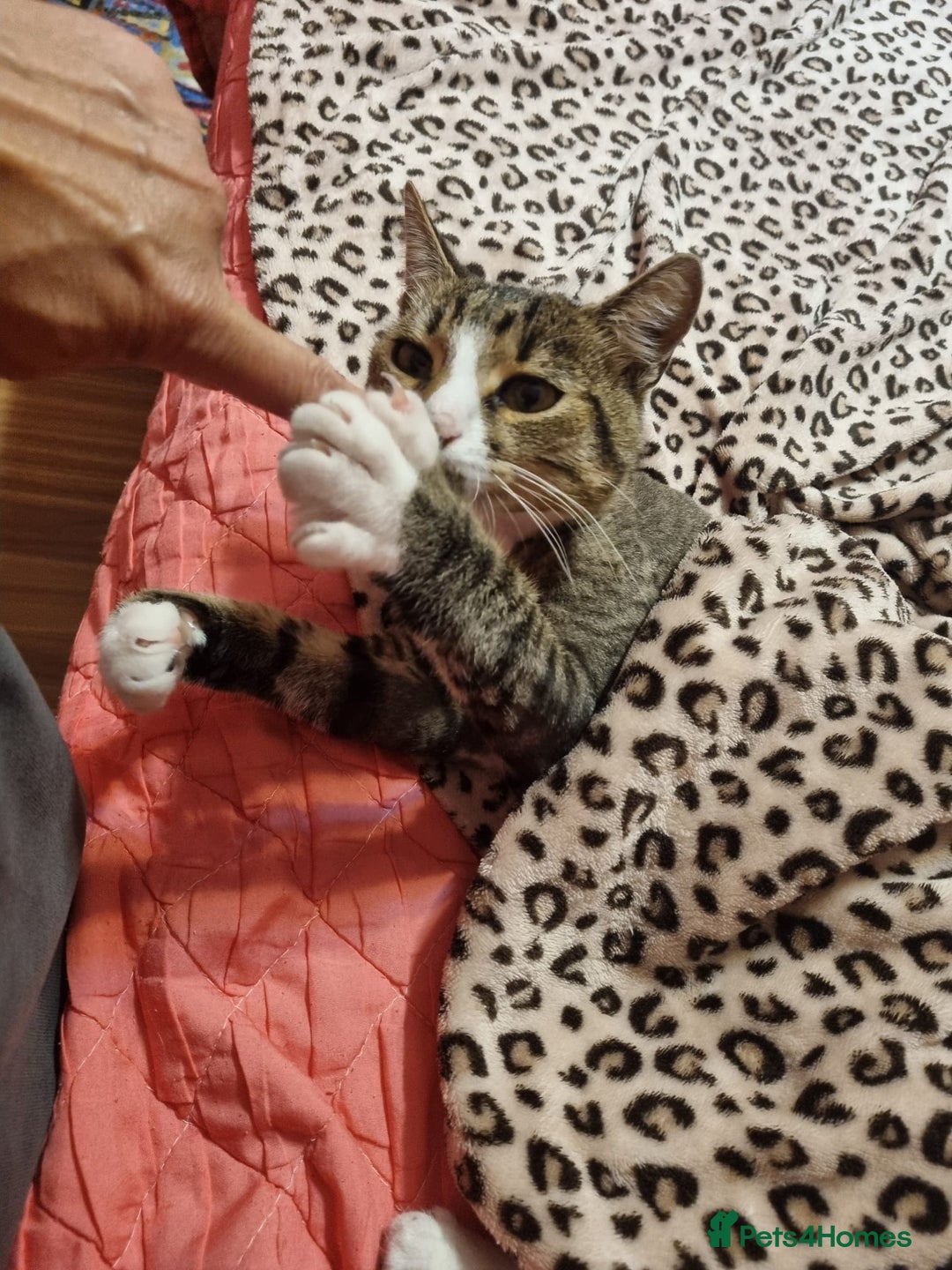 Mixed Breed cats for adoption: TOM -a friendly & proud boy- needs a Loving Home - Image 34