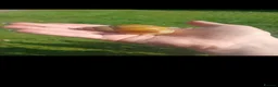 Snails invertebrates for sale: Giant African land snails for sale  - Advert 1