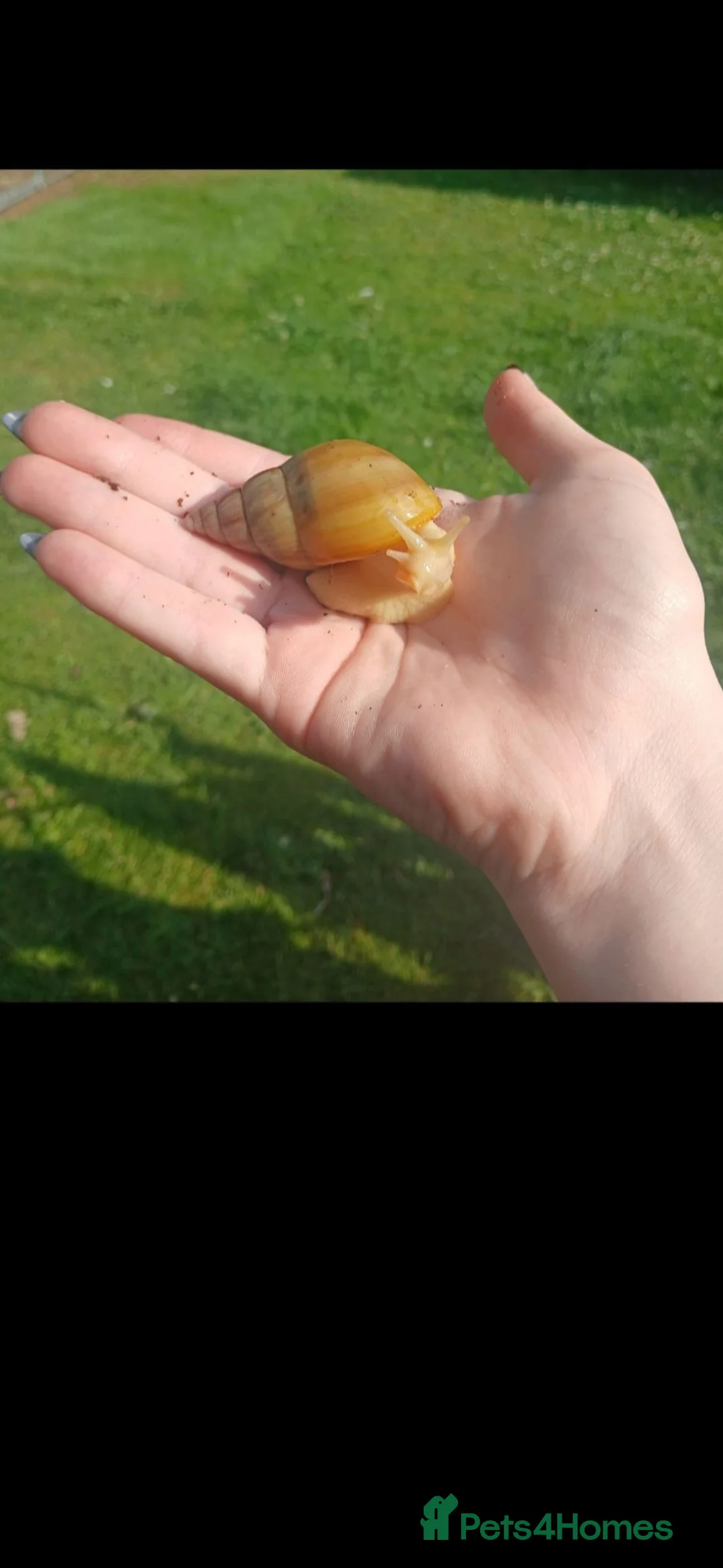 Snails invertebrates for sale: Giant African land snails for sale  - Advert 1