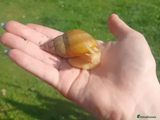 Snails invertebrates Giant African land snails for sale - Advert 1