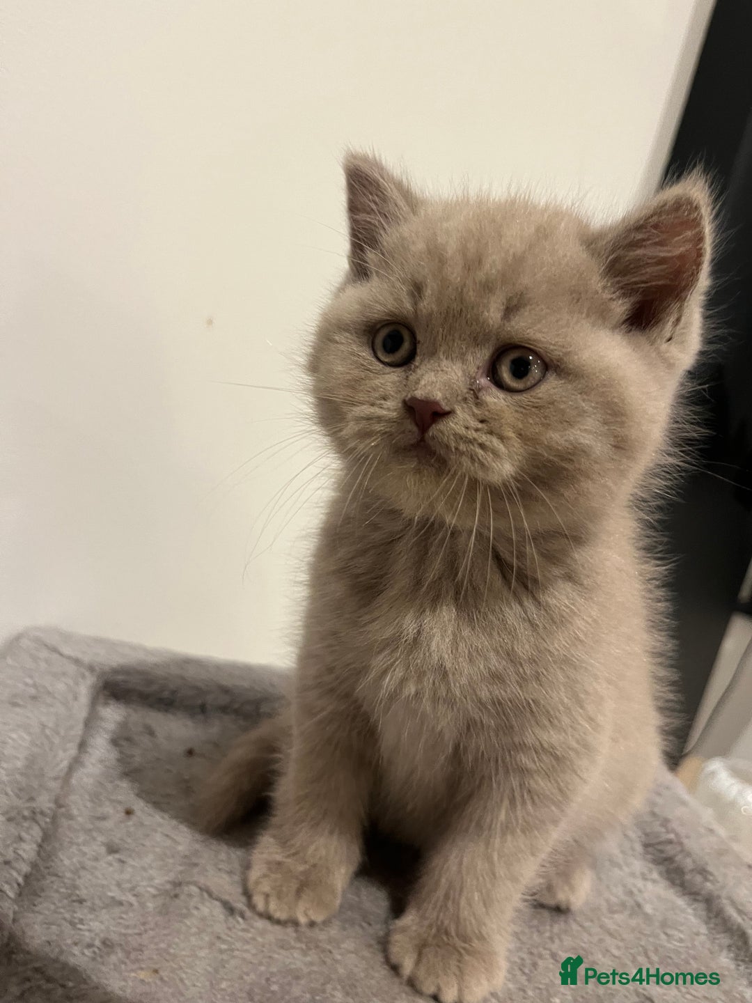 British Shorthair cats for sale: Pedigree British Shorthair Kittens Golden & Lilac - Advert 16