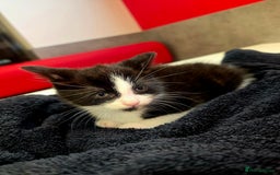 Mixed Breed cats for sale: Male kittens 10 weeks old - Image 4