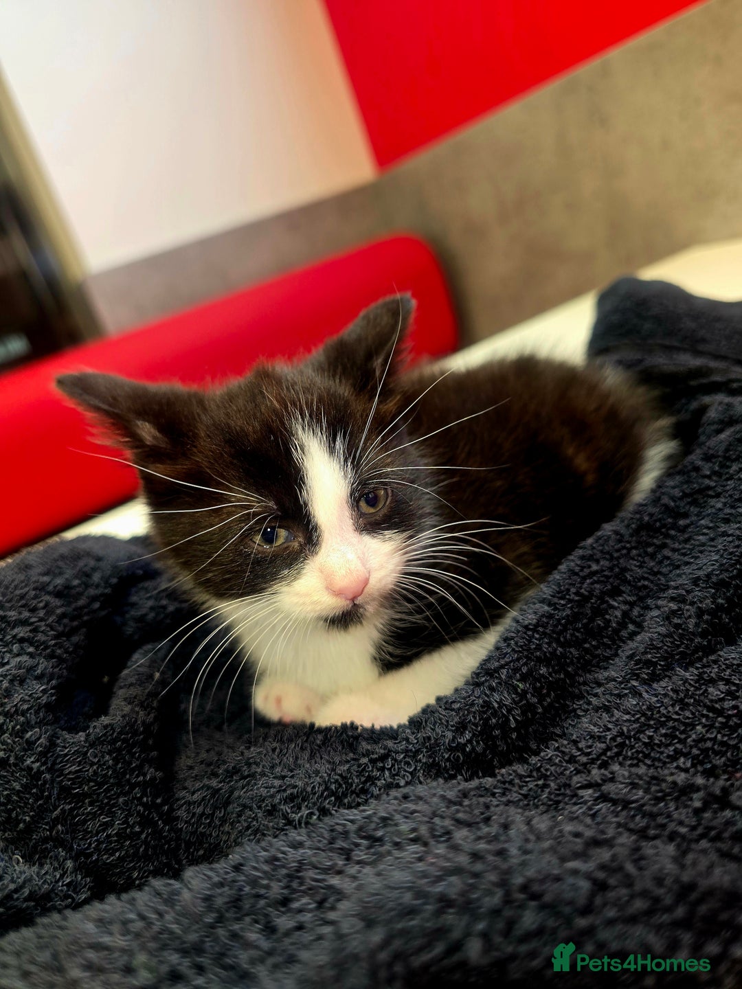 Mixed Breed cats for sale: Male kittens 10 weeks old - Image 4