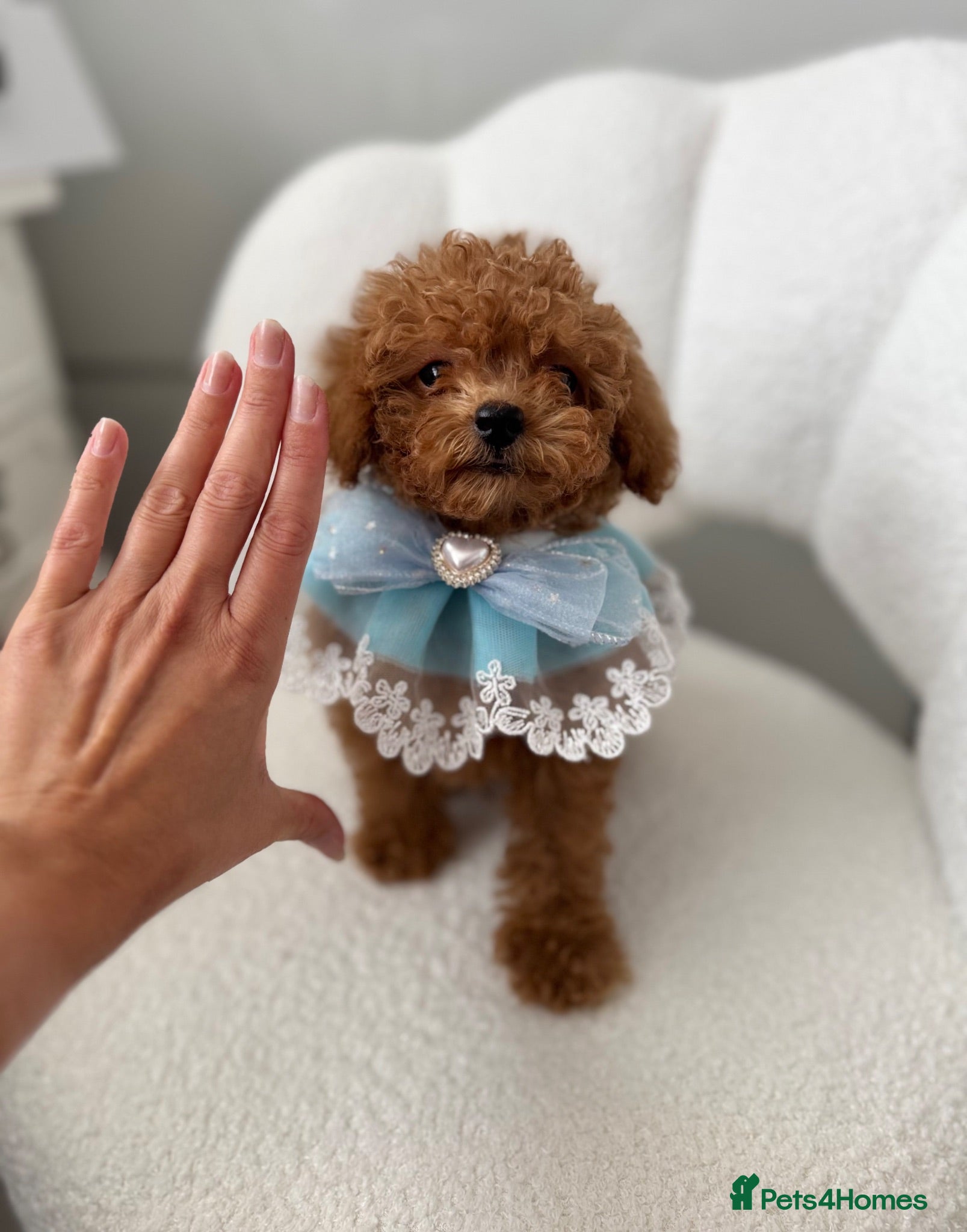Toy Poodle dogs 🧸Last Asian Poodle Boy DNA Tested READY NOW🧬  - Advert 1