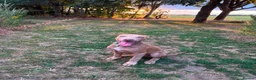 American Bull Staffy dogs for sale: Ronnie - Advert 7