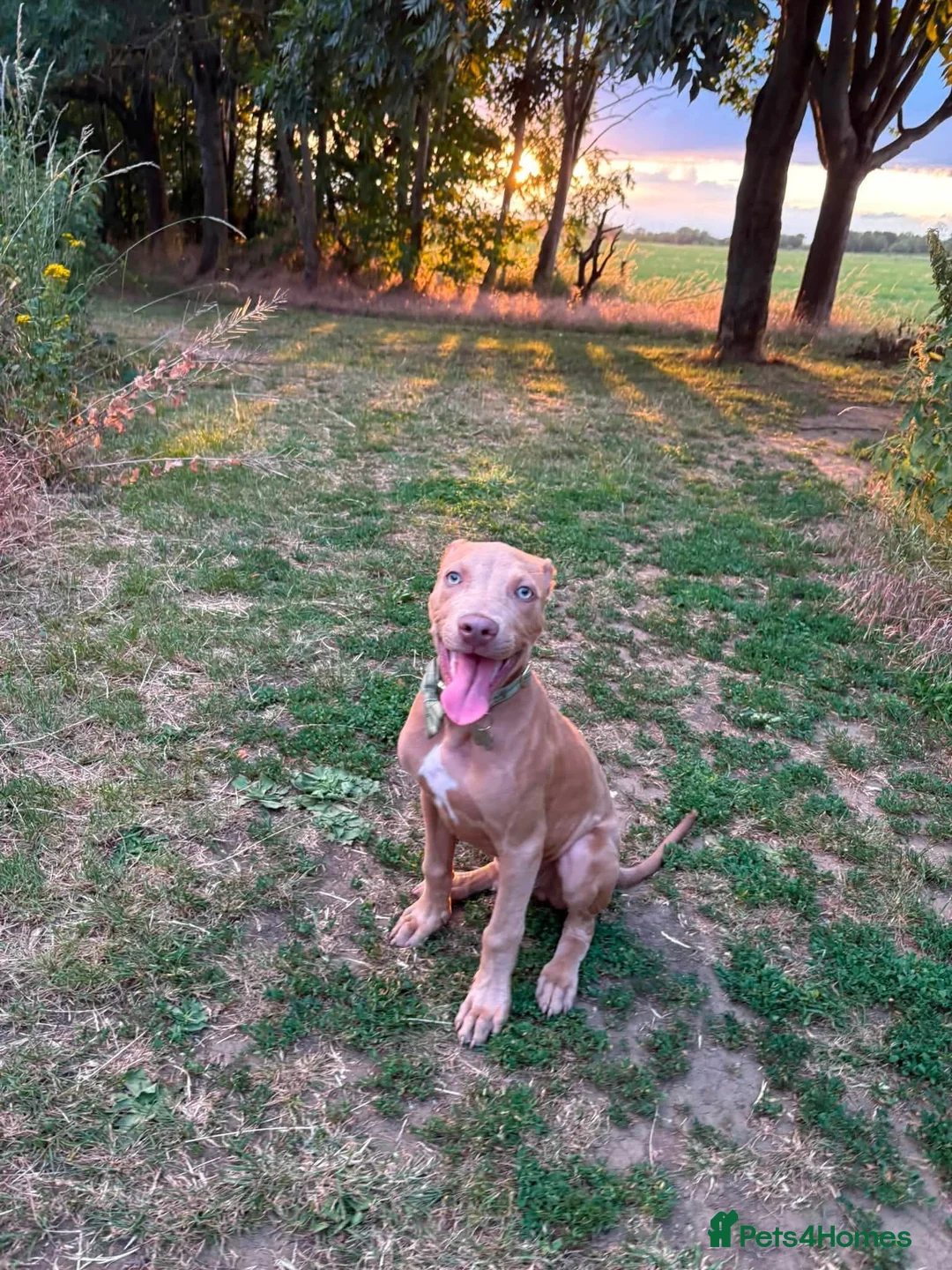 American Bull Staffy dogs for sale: Ronnie - Advert 7
