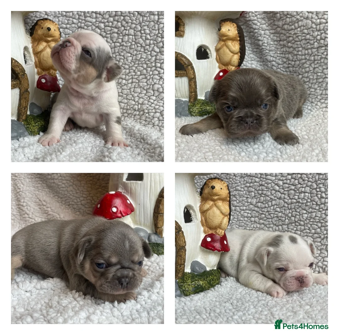French Bulldog dogs for sale: Husky Fluffy Frenchies 🐶  - Advert 1