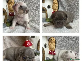 French Bulldog dogs Fluffy Husky Frenchies 🐶 - Advert 1