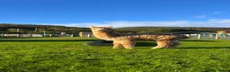 Alpaca livestock for sale: 7 month old intact male alpaca for sale  in Abergele - Advert 1