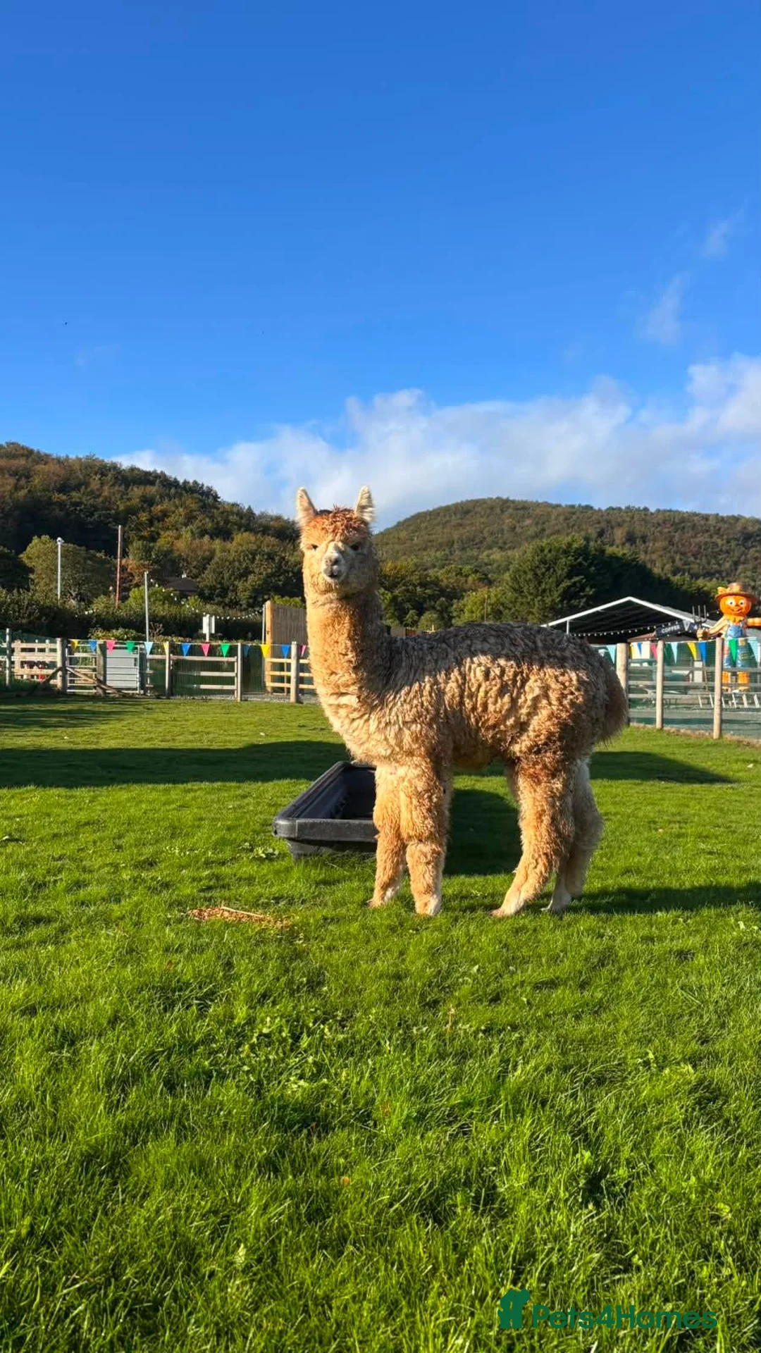 Alpaca livestock for sale: 7 month old intact male alpaca for sale  in Abergele - Advert 1