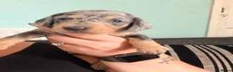 Dachshund dogs for sale: 1 beautiful boy left READY NOW  - Advert 16