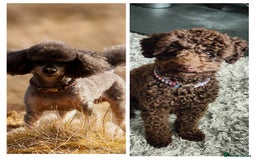 Toy Poodle dogs for stud: Toy poodles for stud - Image 1