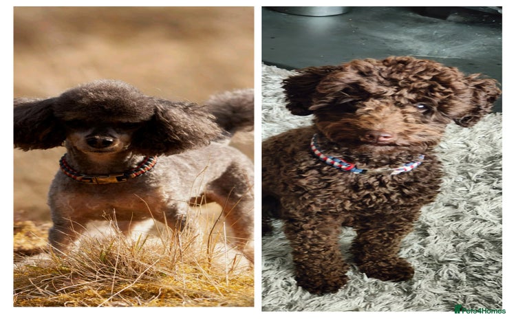 Toy Poodle dogs - Advert 1