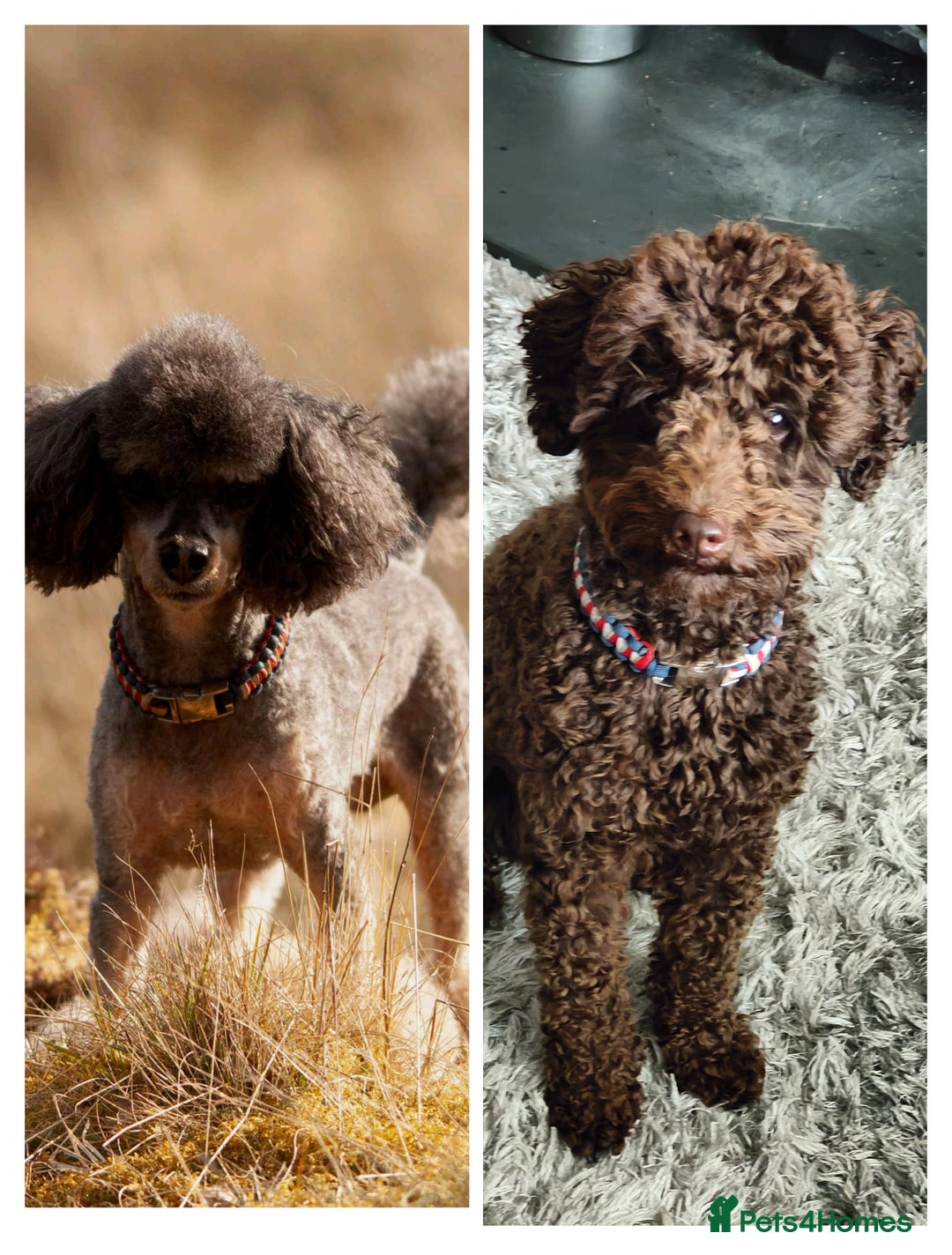 Toy Poodle dogs for stud: Toy poodles for stud - Image 1