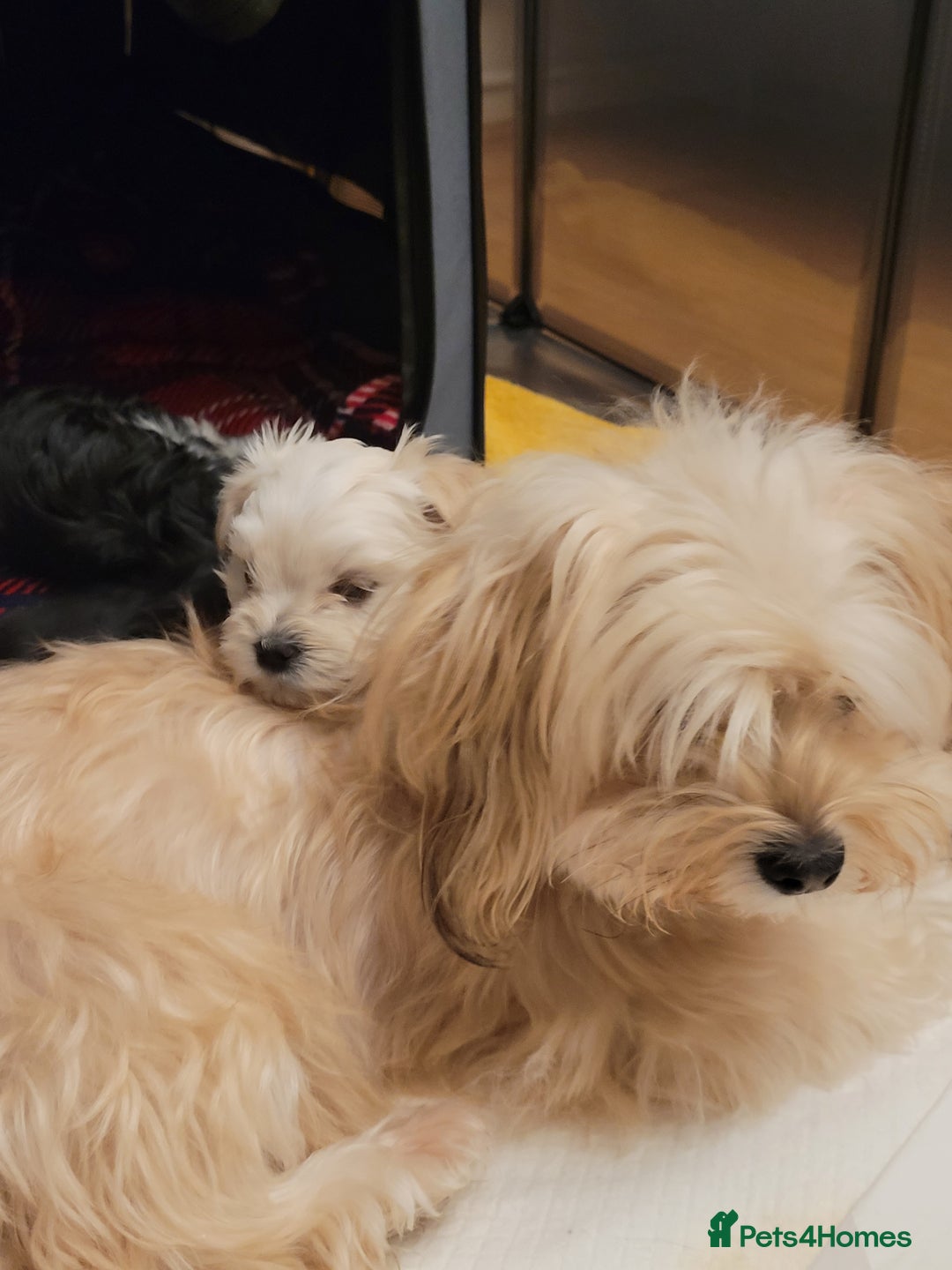 Morkie dogs for sale: Morkie little boy  - Advert 5