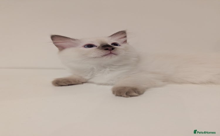 Ragdoll cats - Advert 2