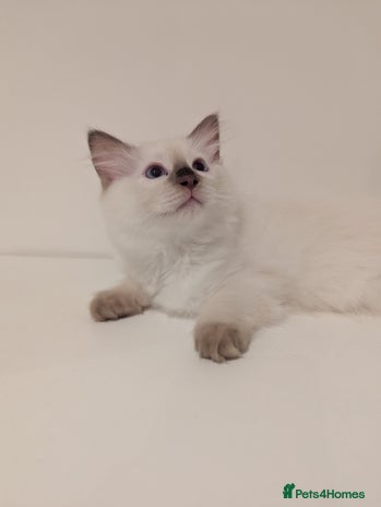 Ragdoll cats - Advert 3