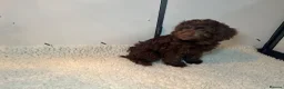 Cockapoo dogs for sale: F1 Cockapoo - Advert 3