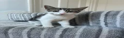 Siberian cats for sale:     Beautiful Siberian Cross Kittens - Advert 12