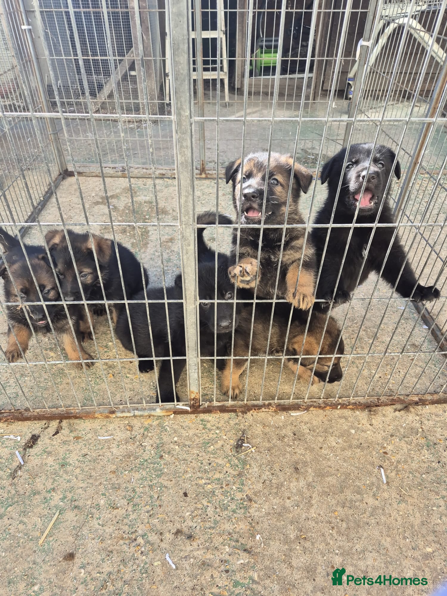 German Shepherd dogs KC registered German shepherd pups - Advert 1