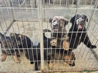 German Shepherd dogs KC registered German shepherd pups - Advert 13