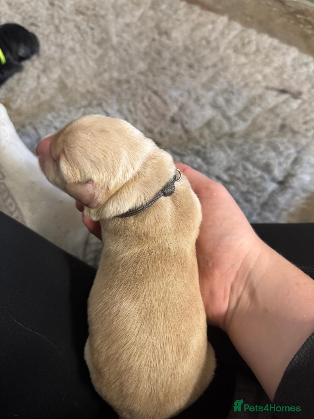 Goldador dogs for sale: Goldador Black & Golden Pups - Pets / Therapy - Image 15